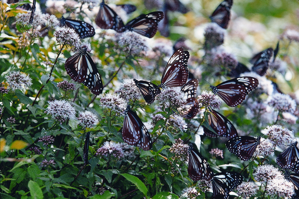alt-夏季浪漫邂逅—認識陽明山大屯山車道與墾丁社頂自然公園的蝴蝶生態-1