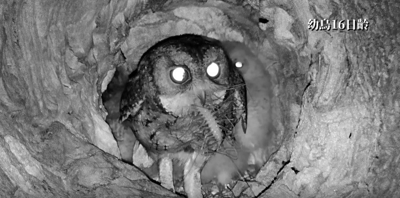 領角鴞公鳥負責捕獵交由母鳥餵養，此圖是母鳥，牠嘴上是唇足綱蚰蜒(陽明山國家公園管理處提供)
