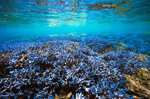 藍紫色分枝形軸孔珊瑚如同海中的薰衣草森林期望大家可以重視海洋保育議題一起為海洋保育盡分力(海洋國家公園管理處提供)
