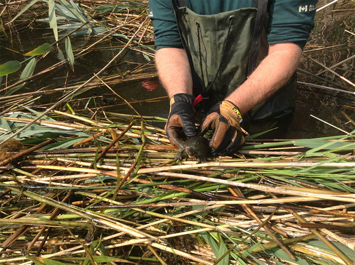alt-保育烏龜，加拿大喬治亞灣島國家公園防除蘆葦大作戰-1