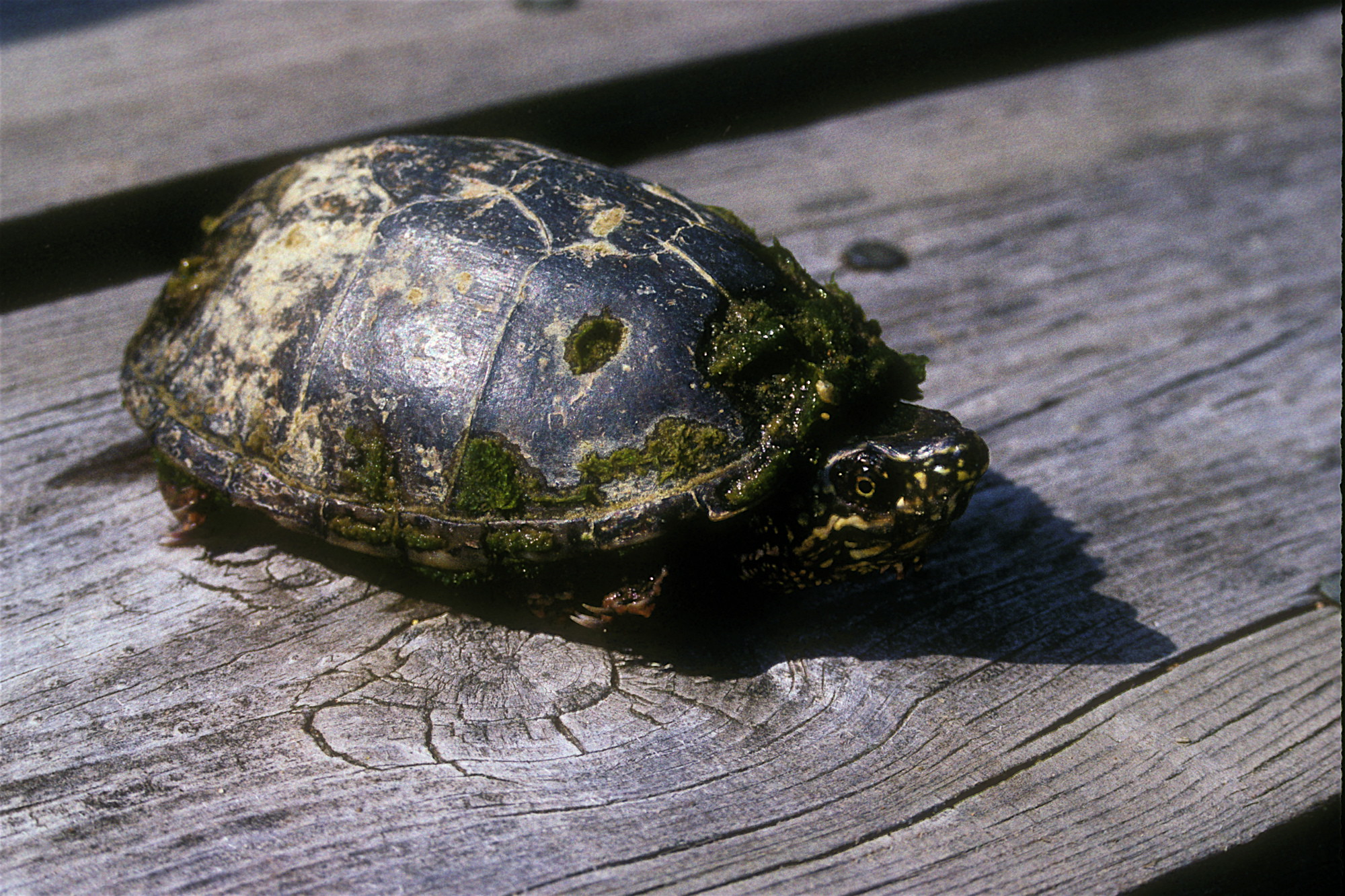 2020 年移除部分區域的普通蘆葦之後，國家公園保育巡查員在特定區域看到了約6隻麝香龜的身影，圖為麝香龜（圖片來源：Flickr / Alan Wolf）
