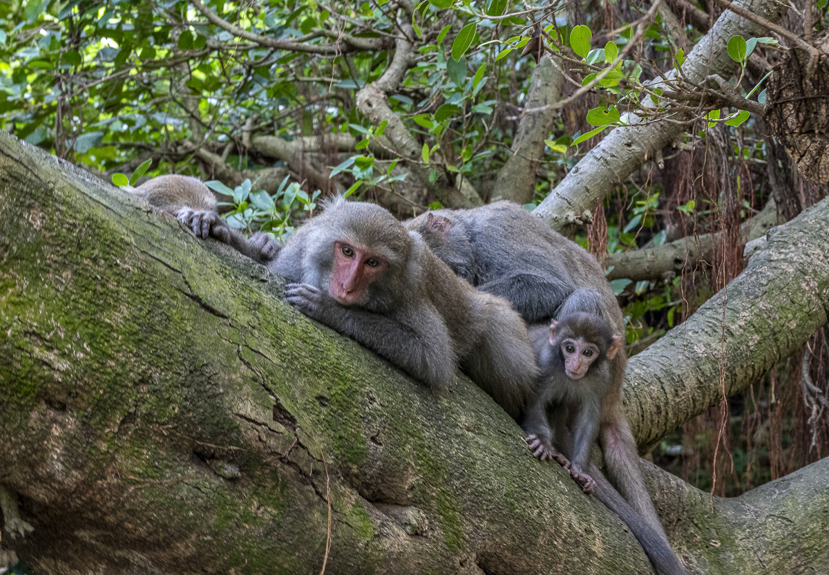 alt-人猴距離拿捏好，臺灣獼猴有生機！-5