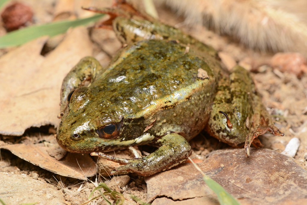 alt-10年加州紅腿蛙移地保育計畫立功——聖塔莫尼卡山兩個獨立的加州紅腿蛙族群成功自行繁殖-1