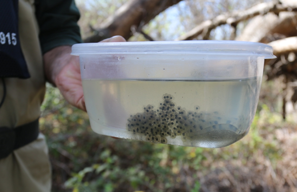 收集了加利福尼亞紅腿蛙卵將其易位並培育成蝌蚪在4條溪流中釋放，理想最終會自己成熟、交配和繁殖（圖片來源：Flickr / USFWS Pacific Southwest Region）
