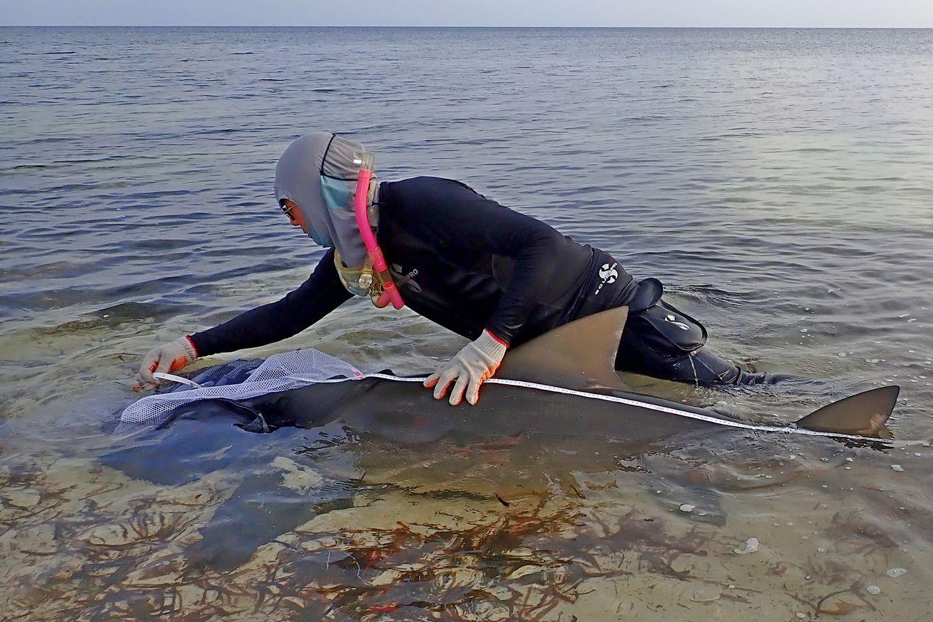 alt-東沙島嶼尖齒檸檬鯊長期研究調查-1