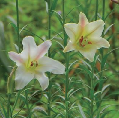 alt-自由自遊，無礙出遊—布洛灣遊憩區-5