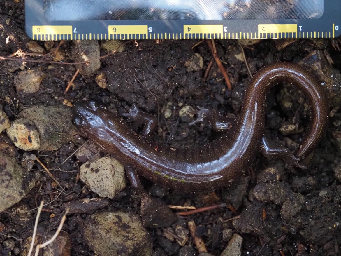 alt-高山型國家公園的跨域山椒魚研究調查-1