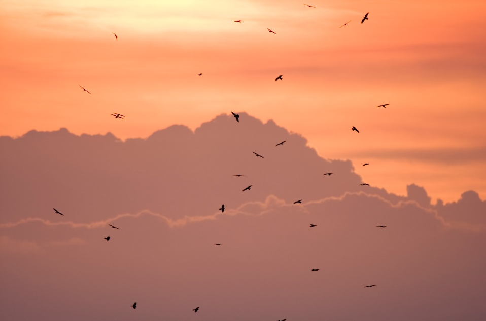 alt-美麗安詳的鷹棧—里德社區-1