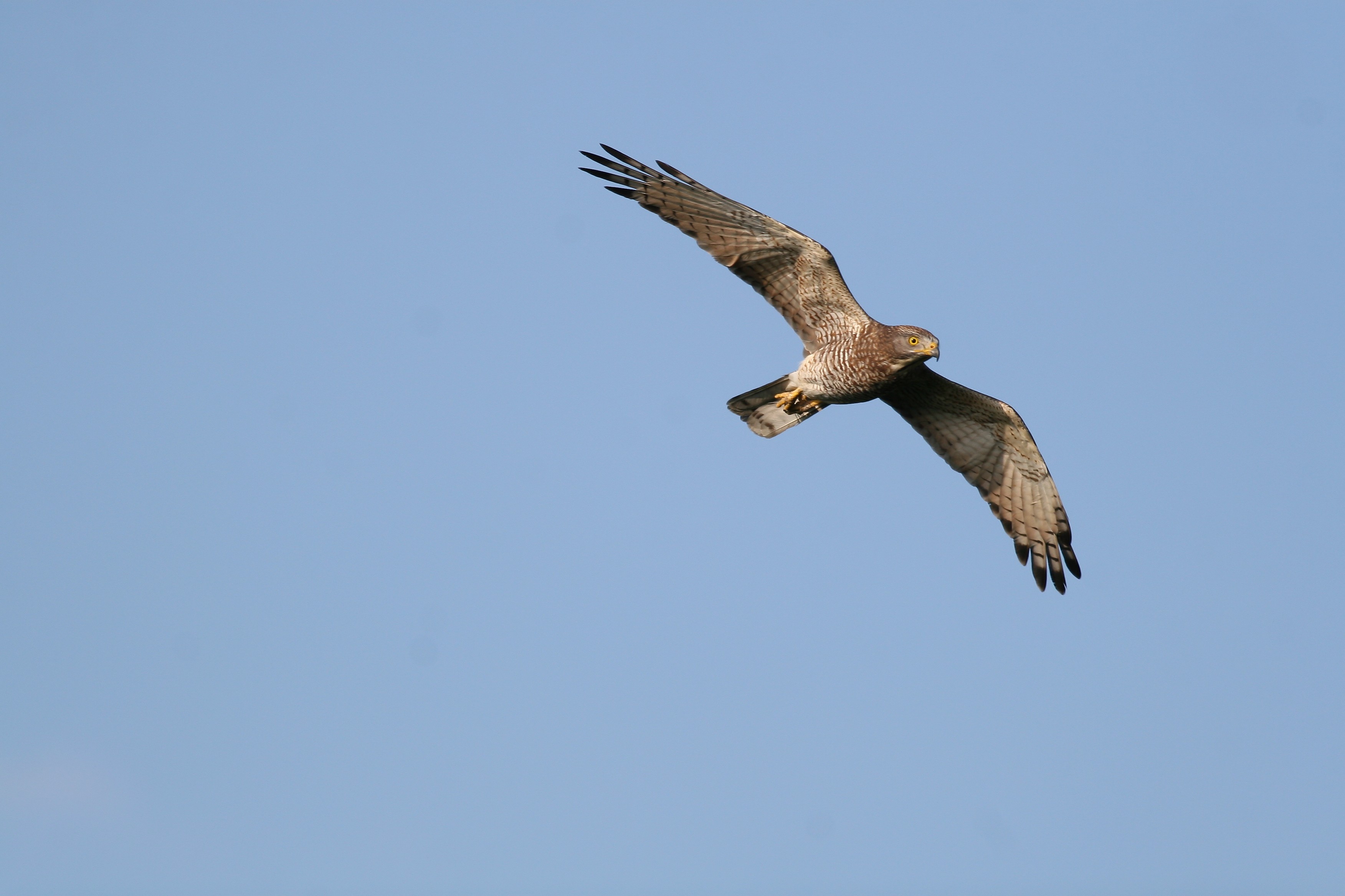 alt-風起鷹揚，天空霸主滿州相會-1