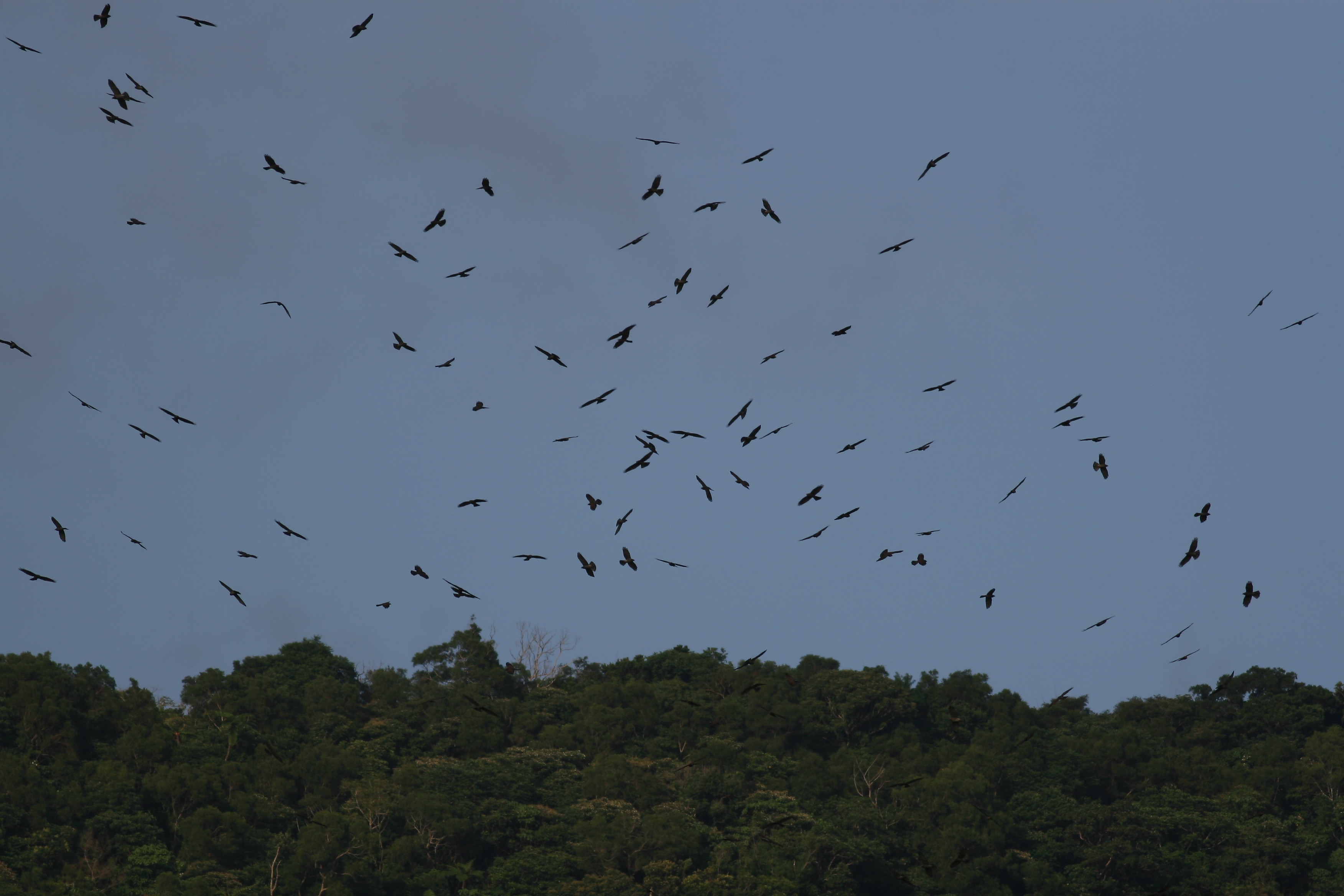 alt-墾丁國家公園秋季過境猛禽族群調查計畫-1