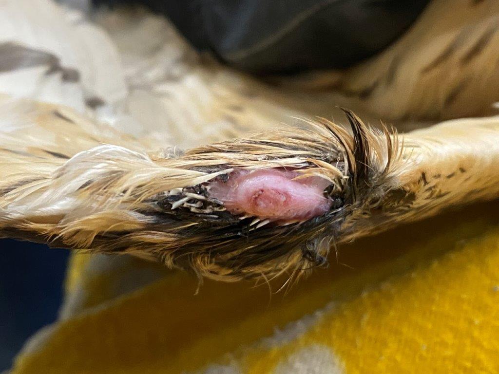 alt-金門國家公園鳥類救傷計畫-1