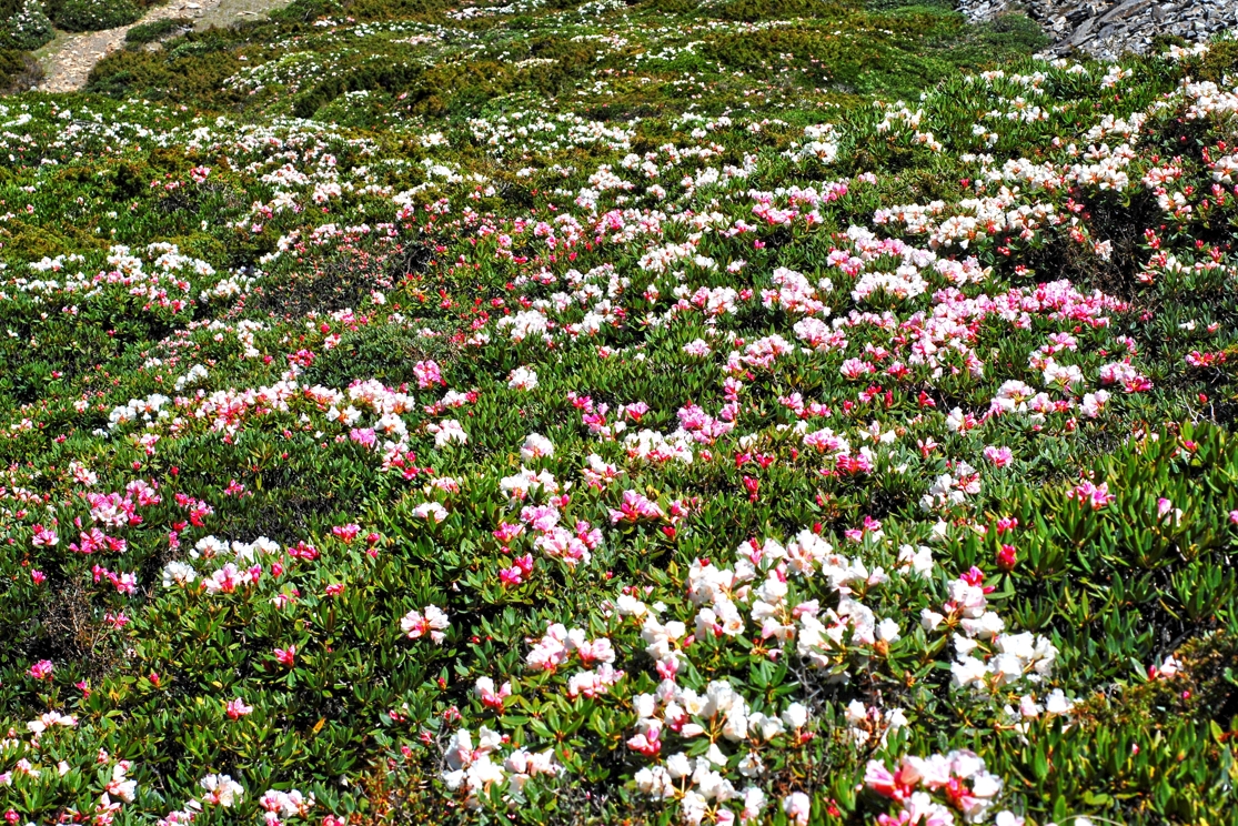 alt-雪山主峰長期植物物候調查工作-1
