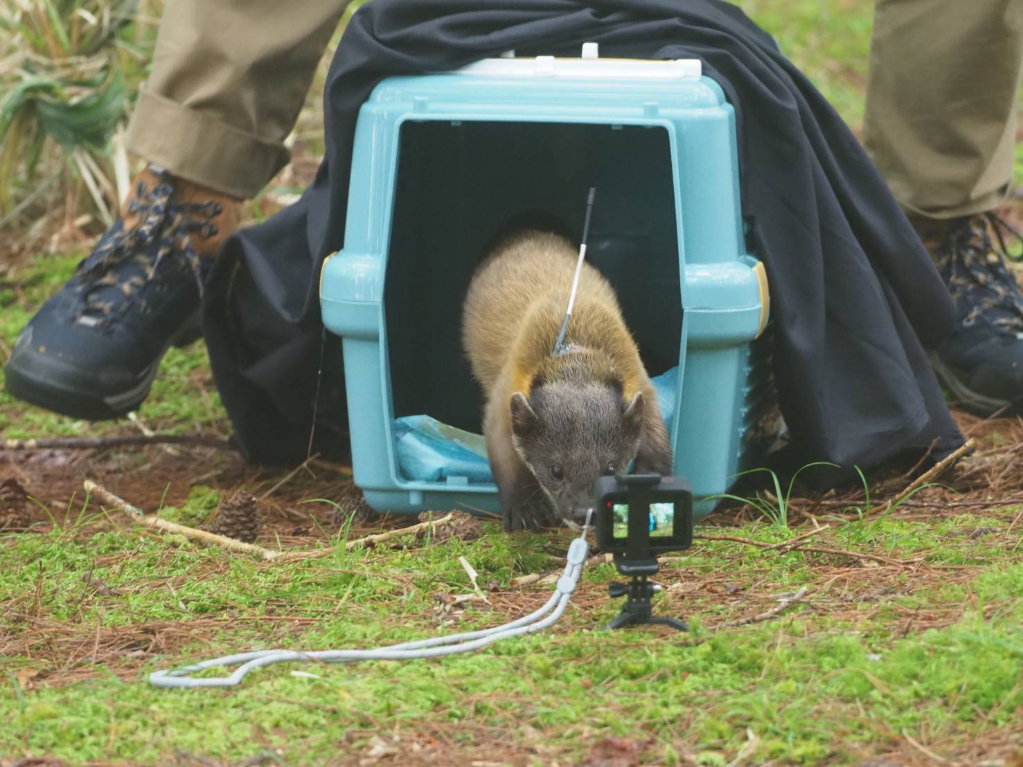 alt-玉山國家公園塔塔加地區黃喉貂空間與族群生態調查計畫-1
