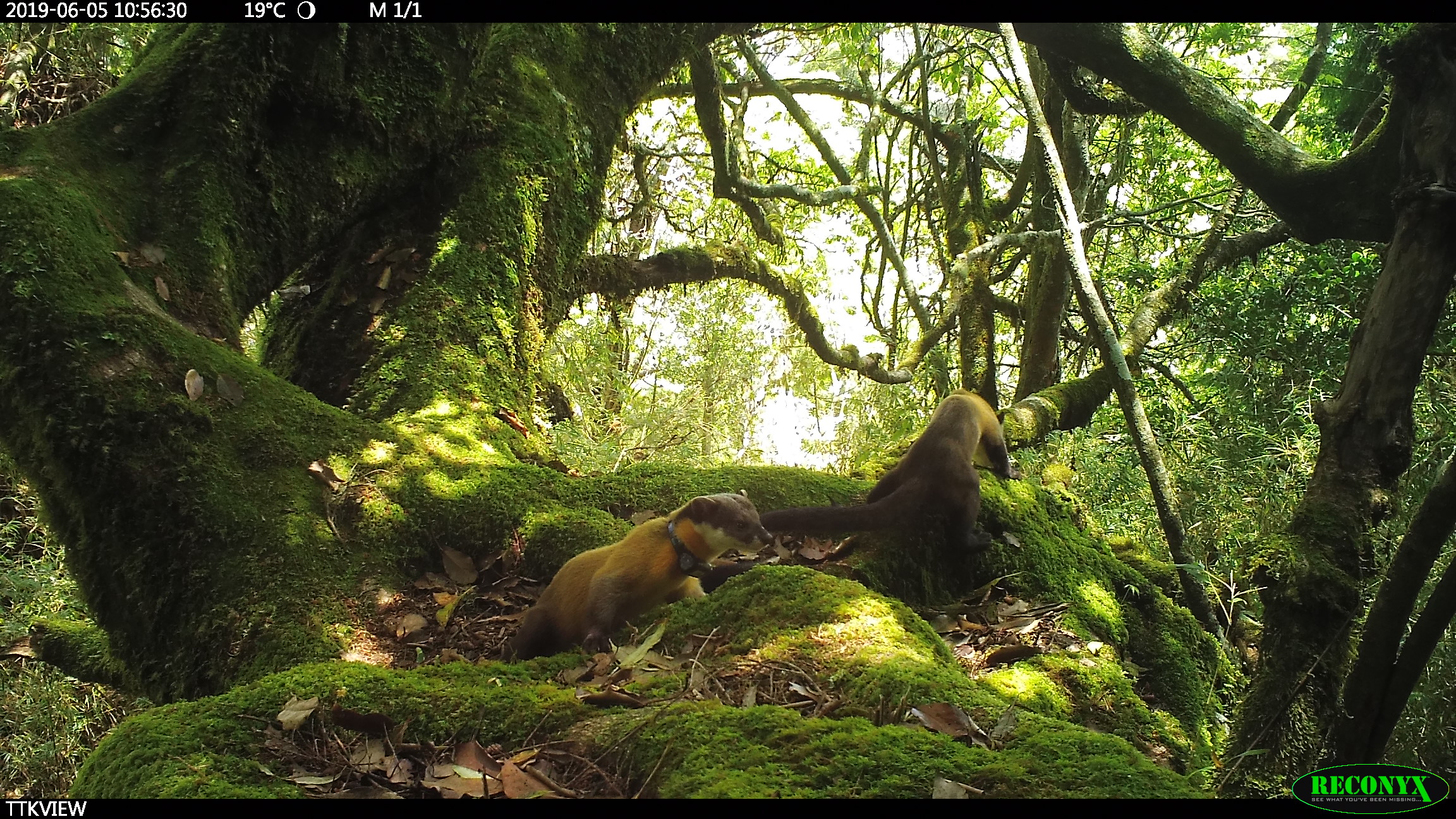 自動偵測拍到黃喉貂戴著項圈的身影(玉山國家公園管理處提供)
