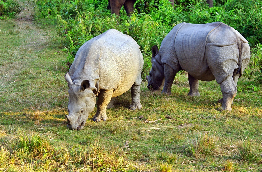 alt-引領潮流--野生動物專家為尼泊爾獨角犀牛制定長遠的保育計畫-1