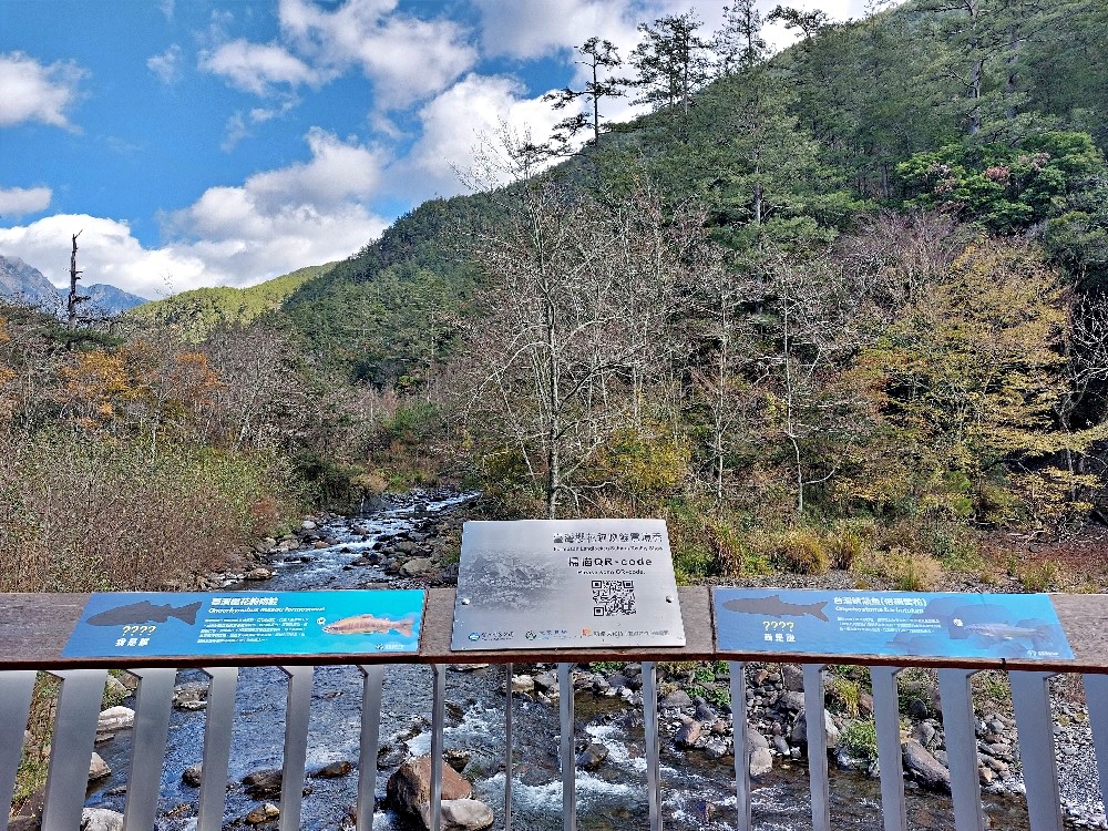 七家灣溪畔觀魚臺的水中實境秀告示牌，設有《國寶魚實境秀》QRCode(雪霸國家公園管理處提供)
