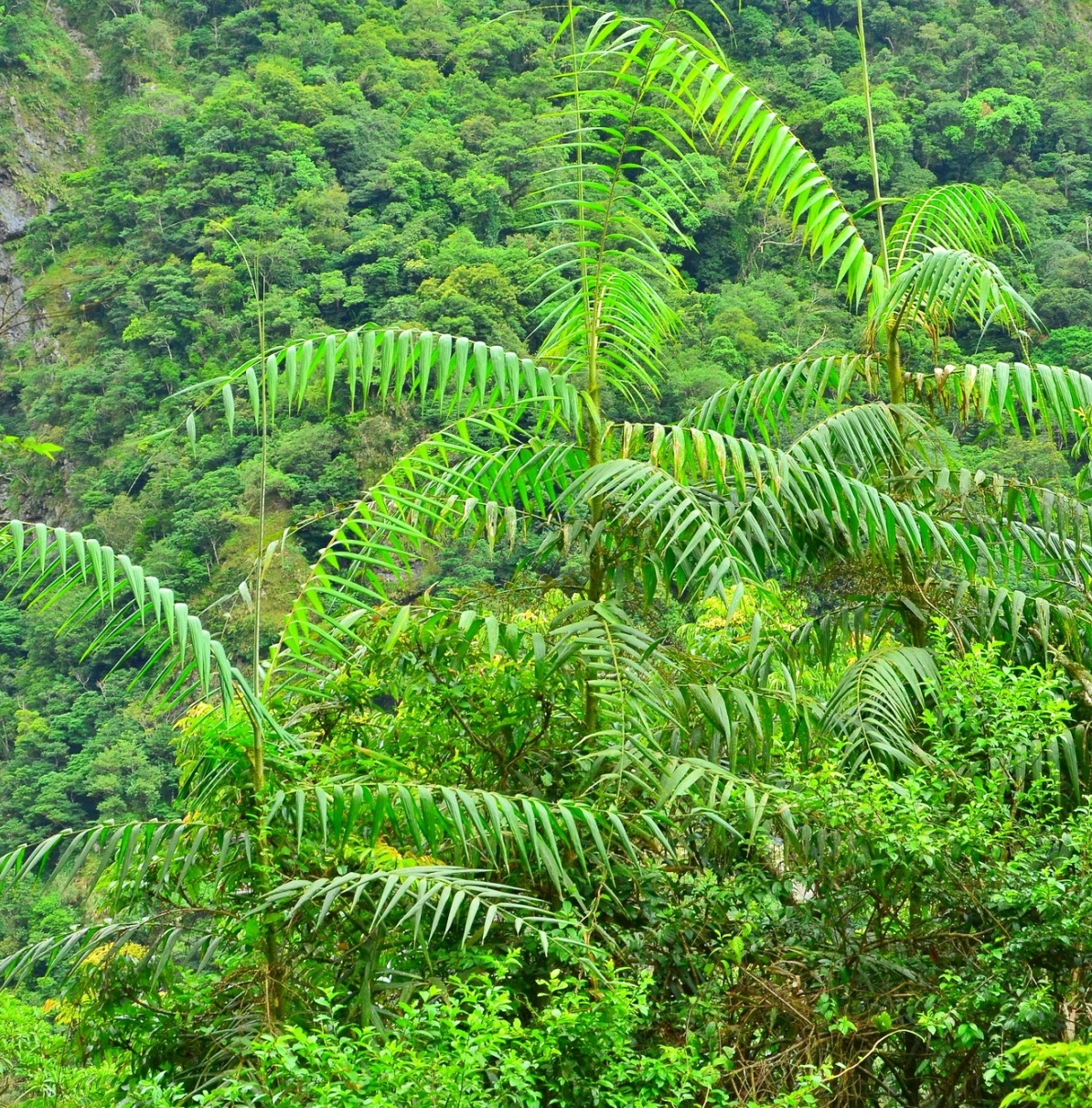 alt-太魯閣族織布、藤編和紋面-3