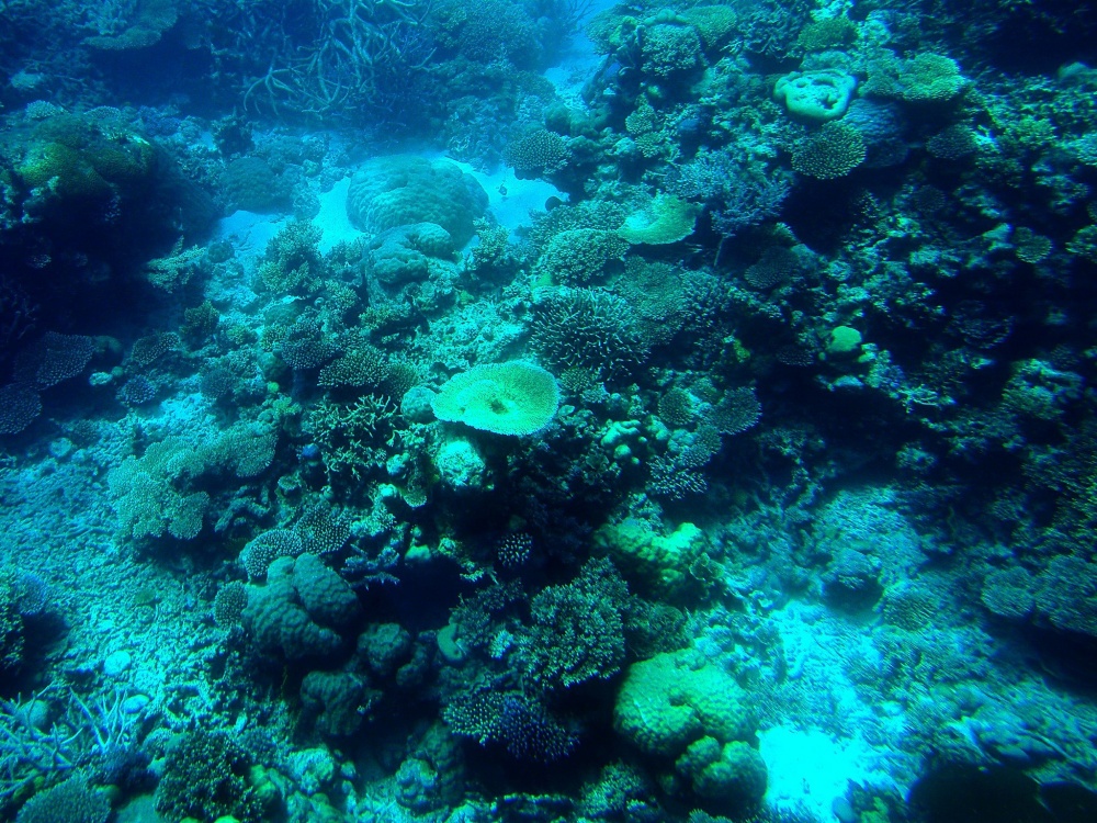 alt-「宛如藝術品般美麗」：在大溪地外海發現罕見的原始珊瑚礁-1