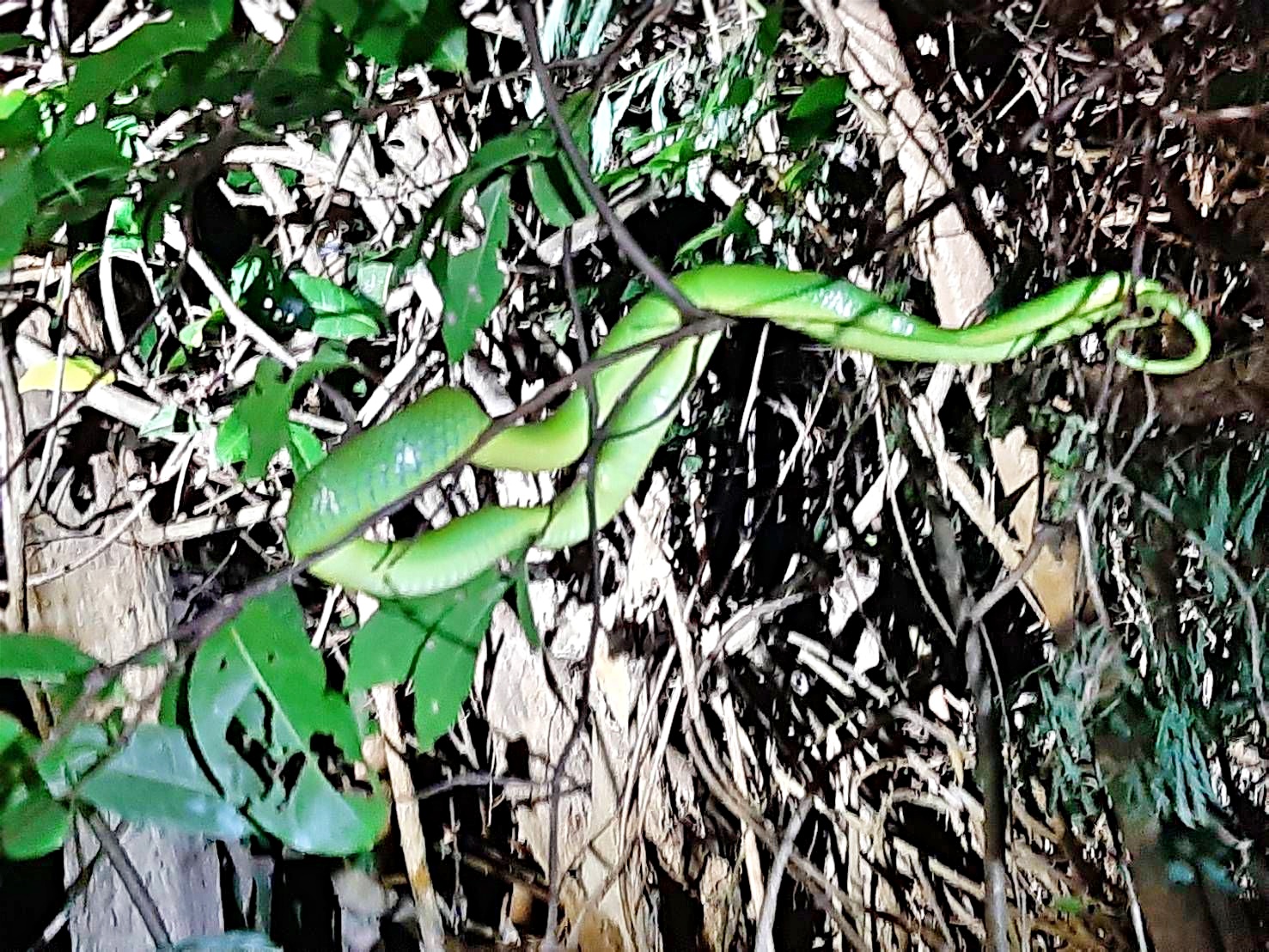 自述害怕蛇的民眾，親眼所見後卻想去靠近蛇，可見得實地的生態觀察，能讓人打破既有的偏見與框架(屏東縣社頂部落文化發展促進會提供)
