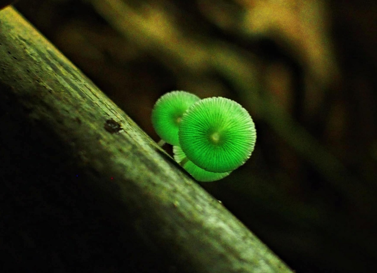 alt-打開所有感官，感受夜間大自然的交響樂章-3