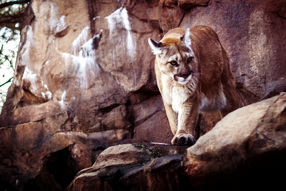 alt-金字塔最頂層的貓科動物--美洲獅在動物生態系統具有重大影響力-1