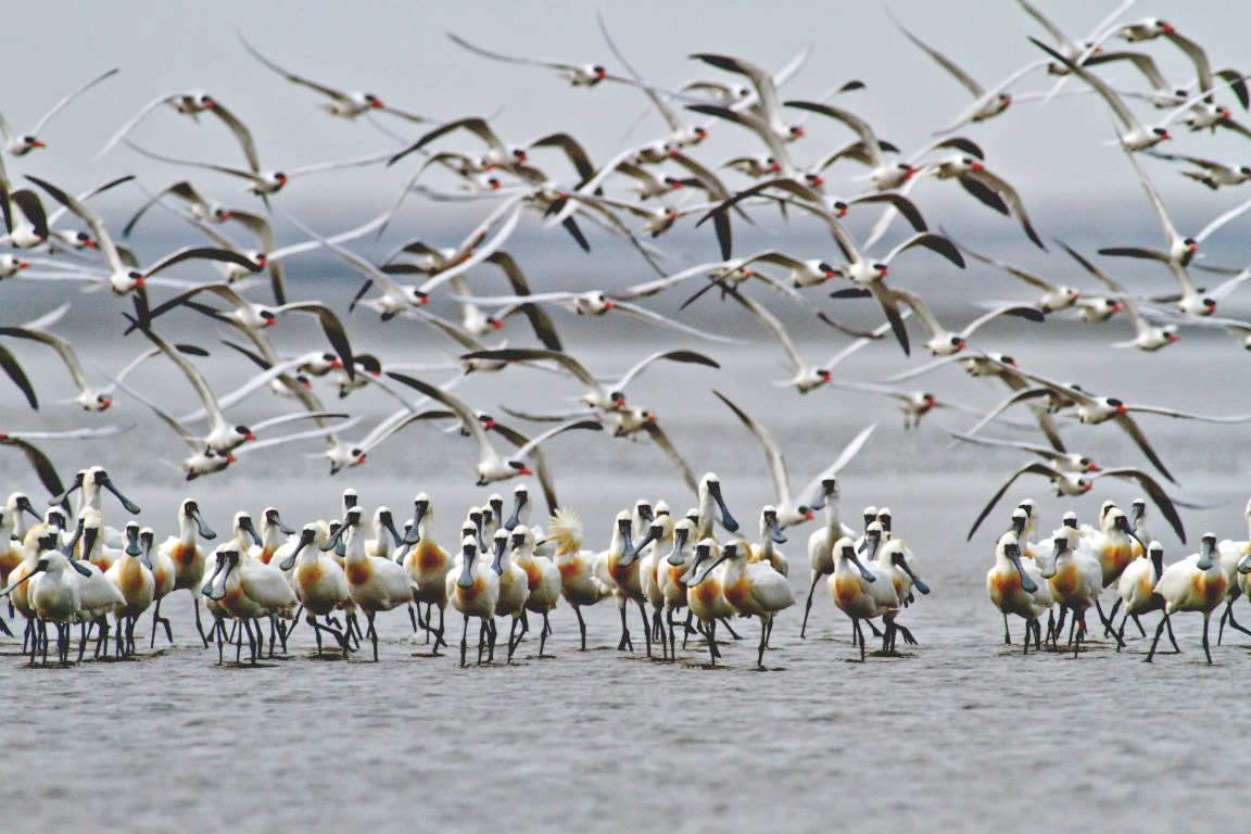 alt-國家公園生態行 捕捉各種鳥類身影--濕地與都市的日常生態觀察-1