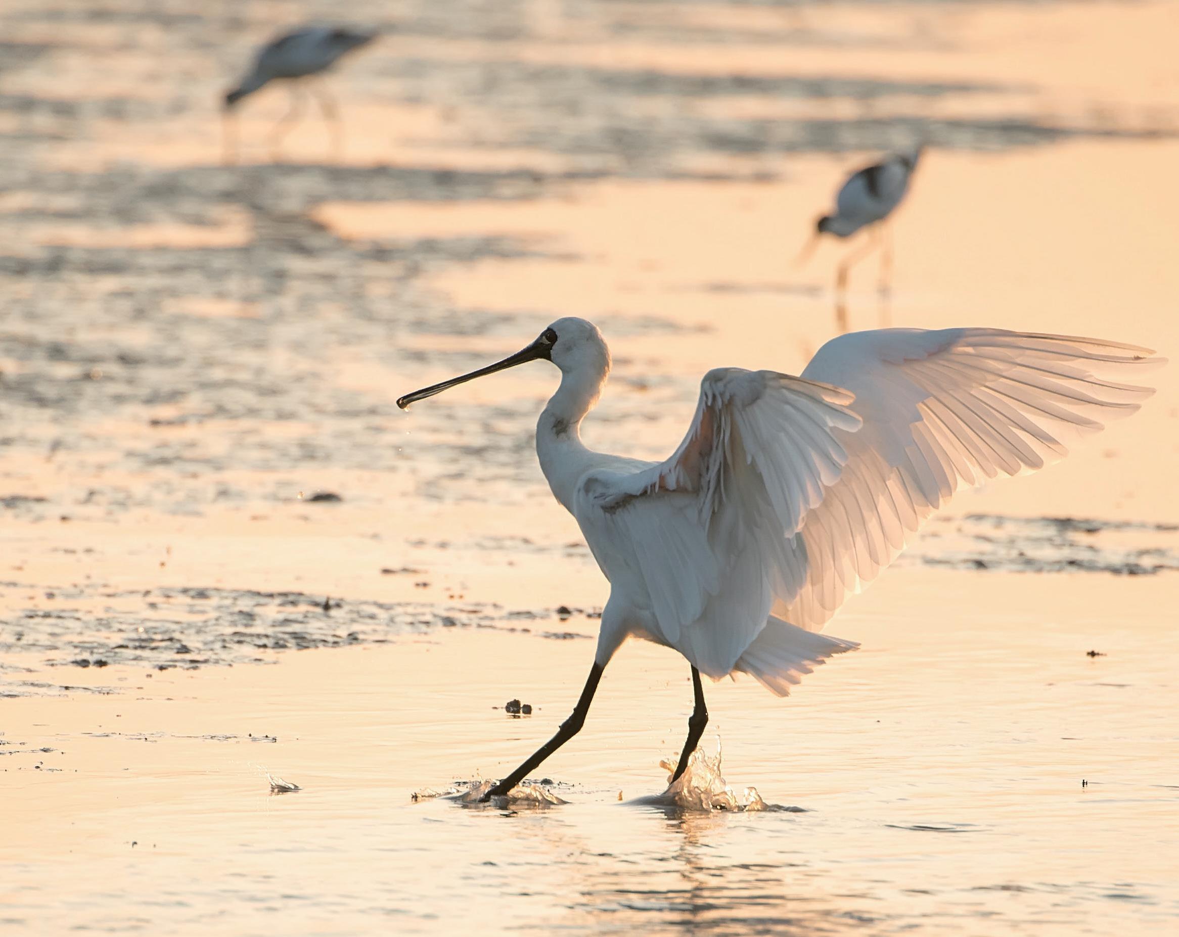 alt-自由自遊，無礙出遊—黑面琵鷺賞鳥亭-1