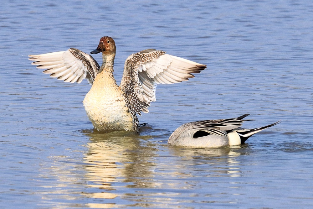 alt-全球研究報告指出:妥善的管理，是劃設生態保護區有效與否的關鍵-1