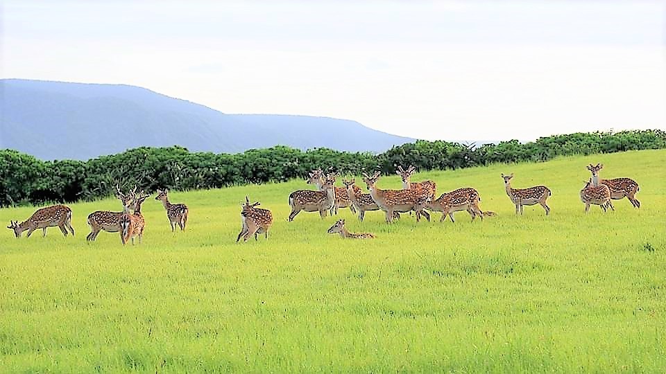悠閒徜徉在水蛙窟草原的梅花鹿群(墾丁國家公園管理處提供)
