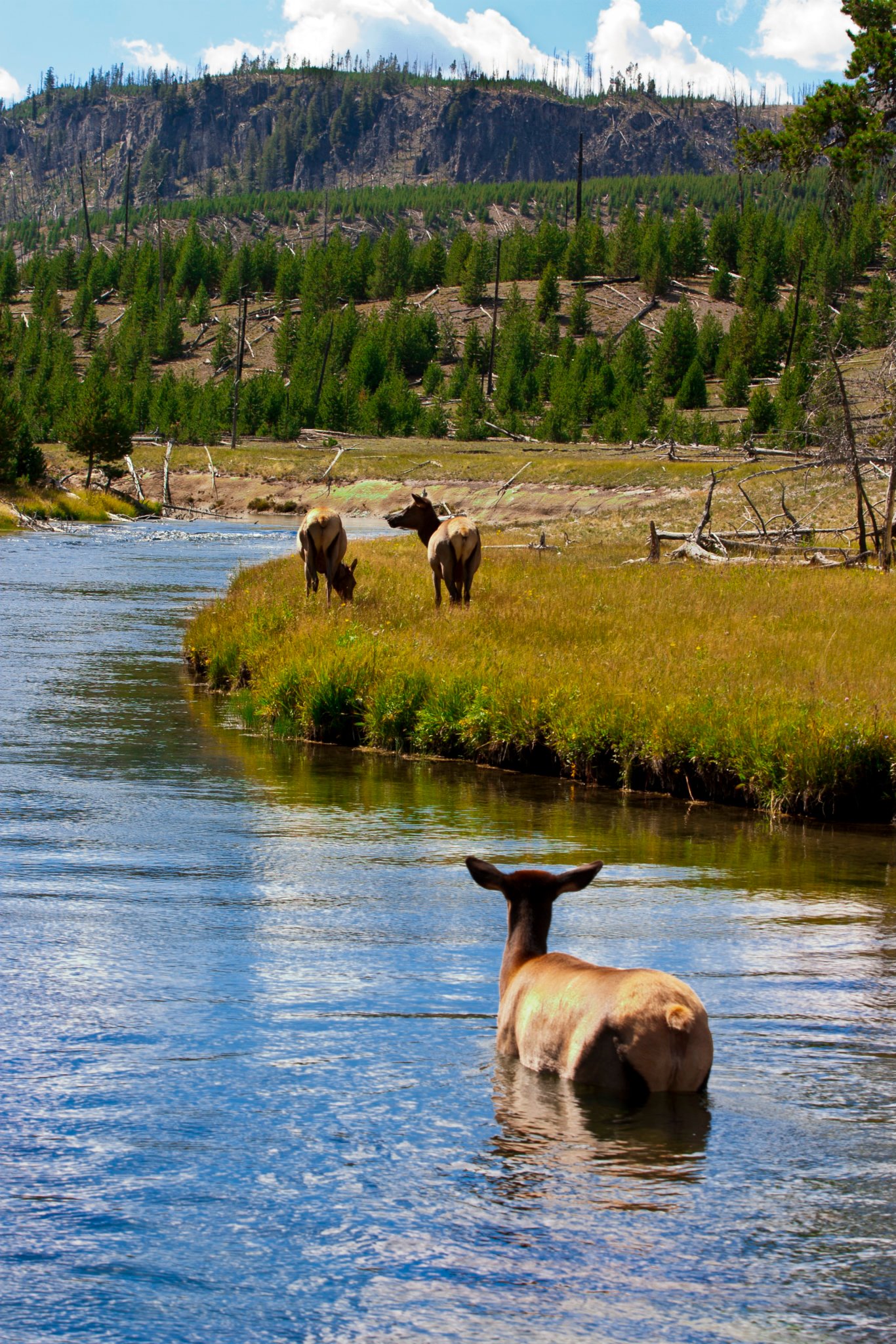alt-政府單位攜手合作，黃石國家公園擴大動物廊道的夥伴關係已然成形-1