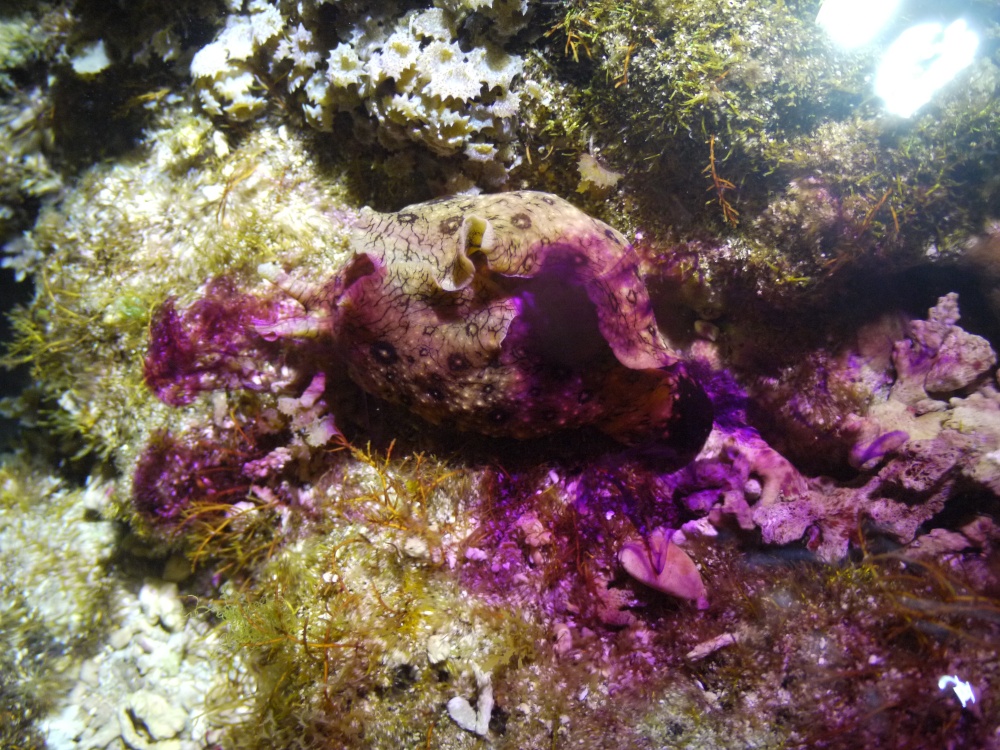 alt-以一顆尊重的心，掀開潮間帶神秘面紗-4