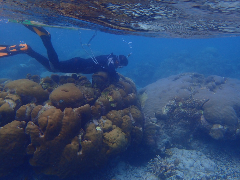 alt-回家的路有多遠? 東沙馬蹄鐘螺的返鄉之路-1