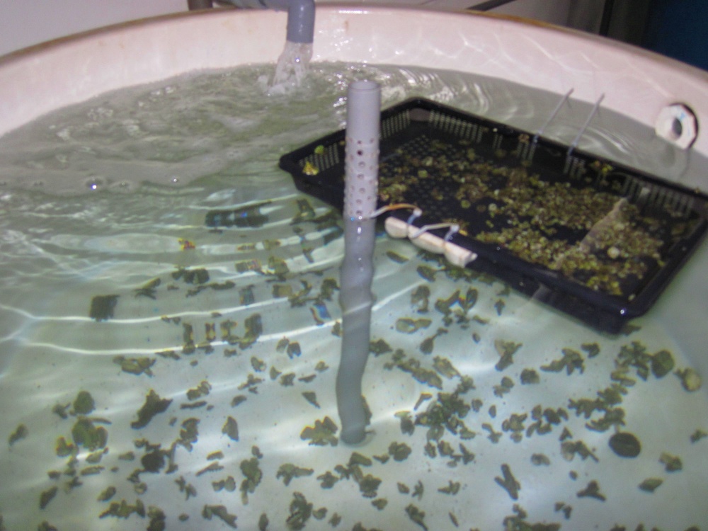 在澎湖縣水產種苗繁殖場進行培育的小鐘螺
 (海洋國家公園管理處提供)