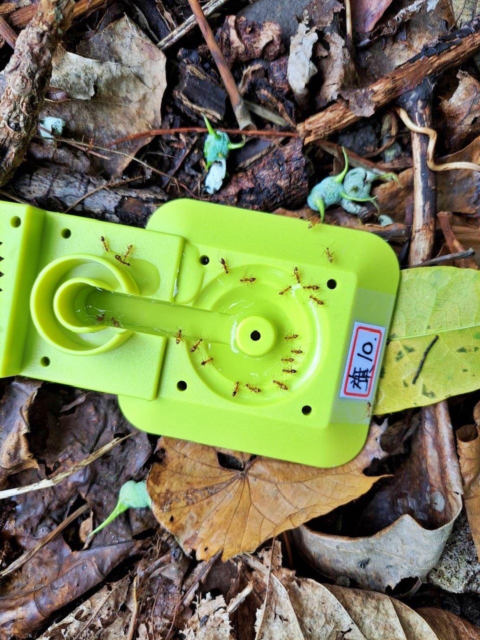 alt-壽山國家自然公園長腳捷蟻調查監測及防治計畫-1