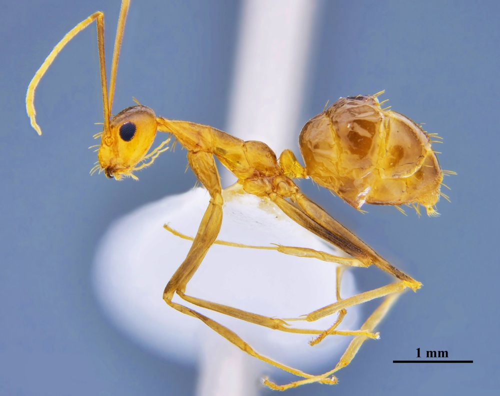 長腳捷蟻特寫
 (彰師大社會昆蟲研究室提供)

