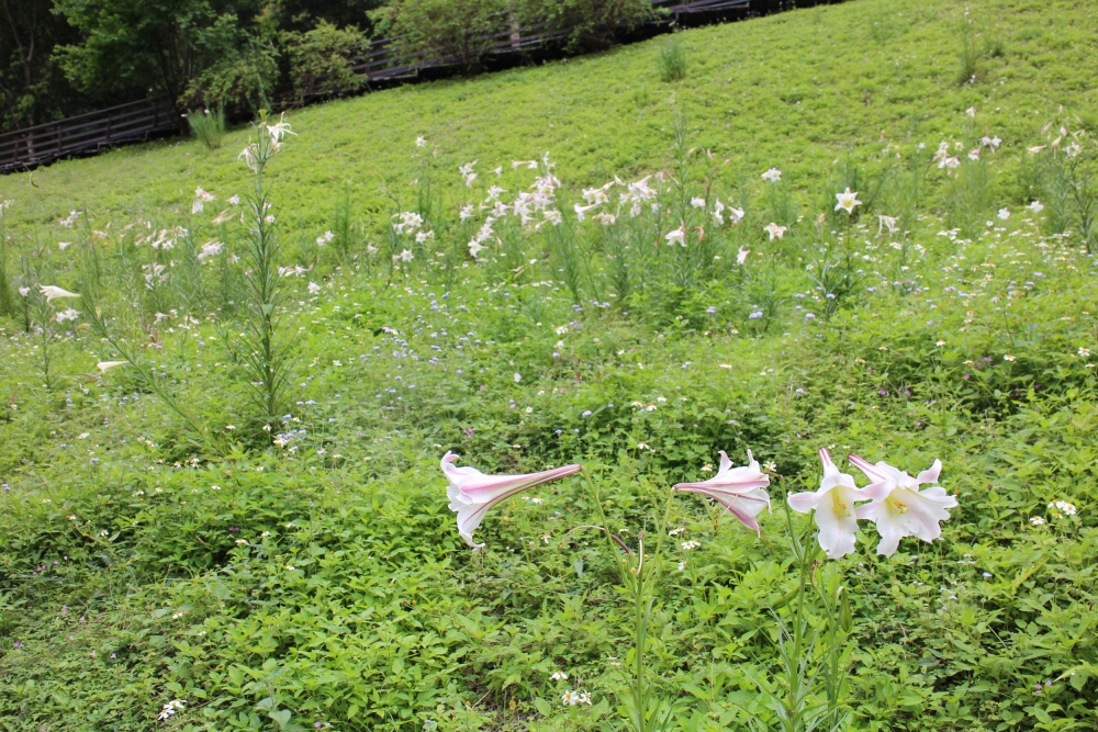 alt-三代同遊國家公園 感受自然人文洗禮: 大手牽小手生態保育樂活行-6