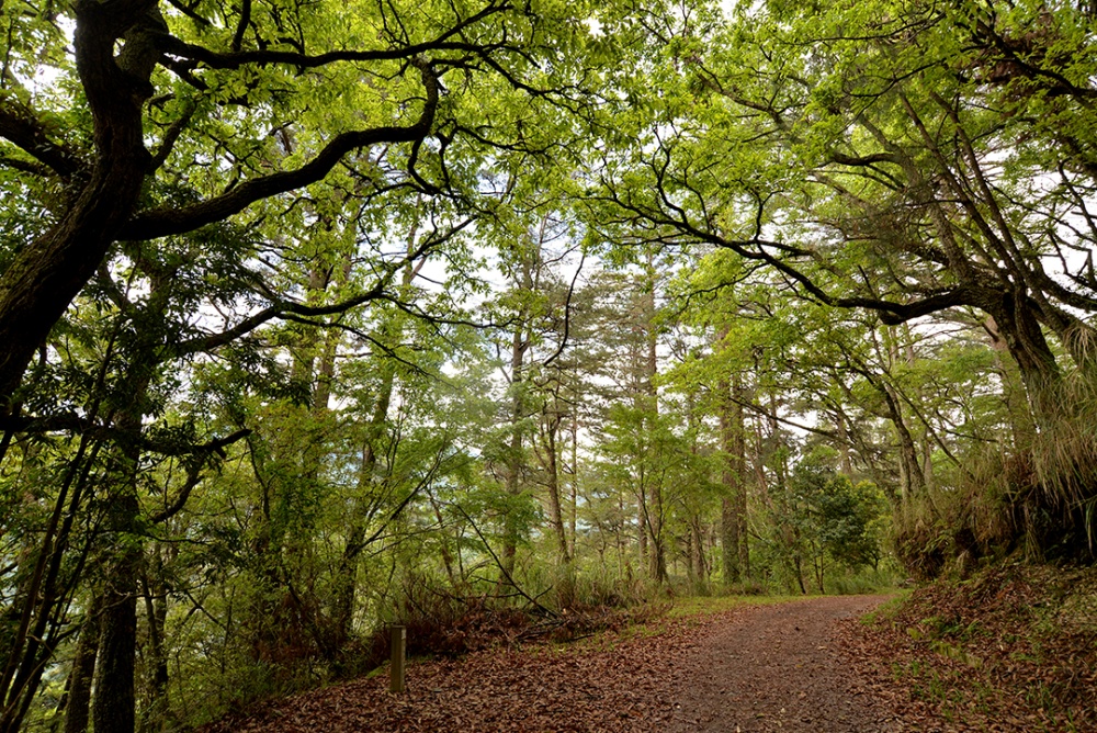 alt-攀登大霸尖山的必經之路--大鹿林道東線步道-1