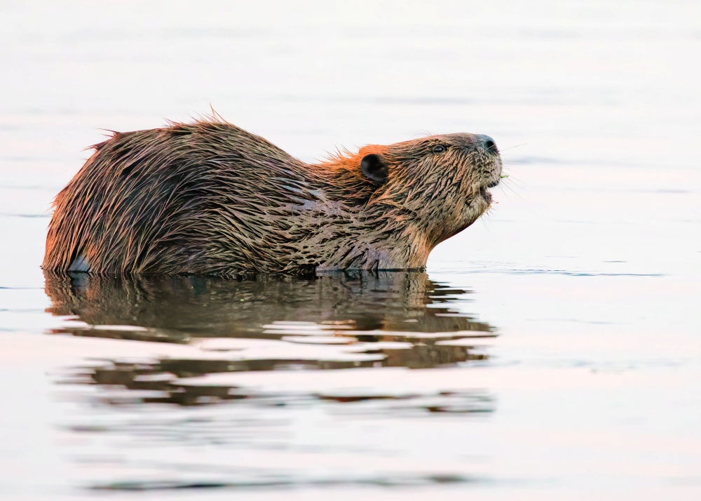 alt-柳樹之下: 河狸將成為國家公園重建自然景觀的好夥伴-1