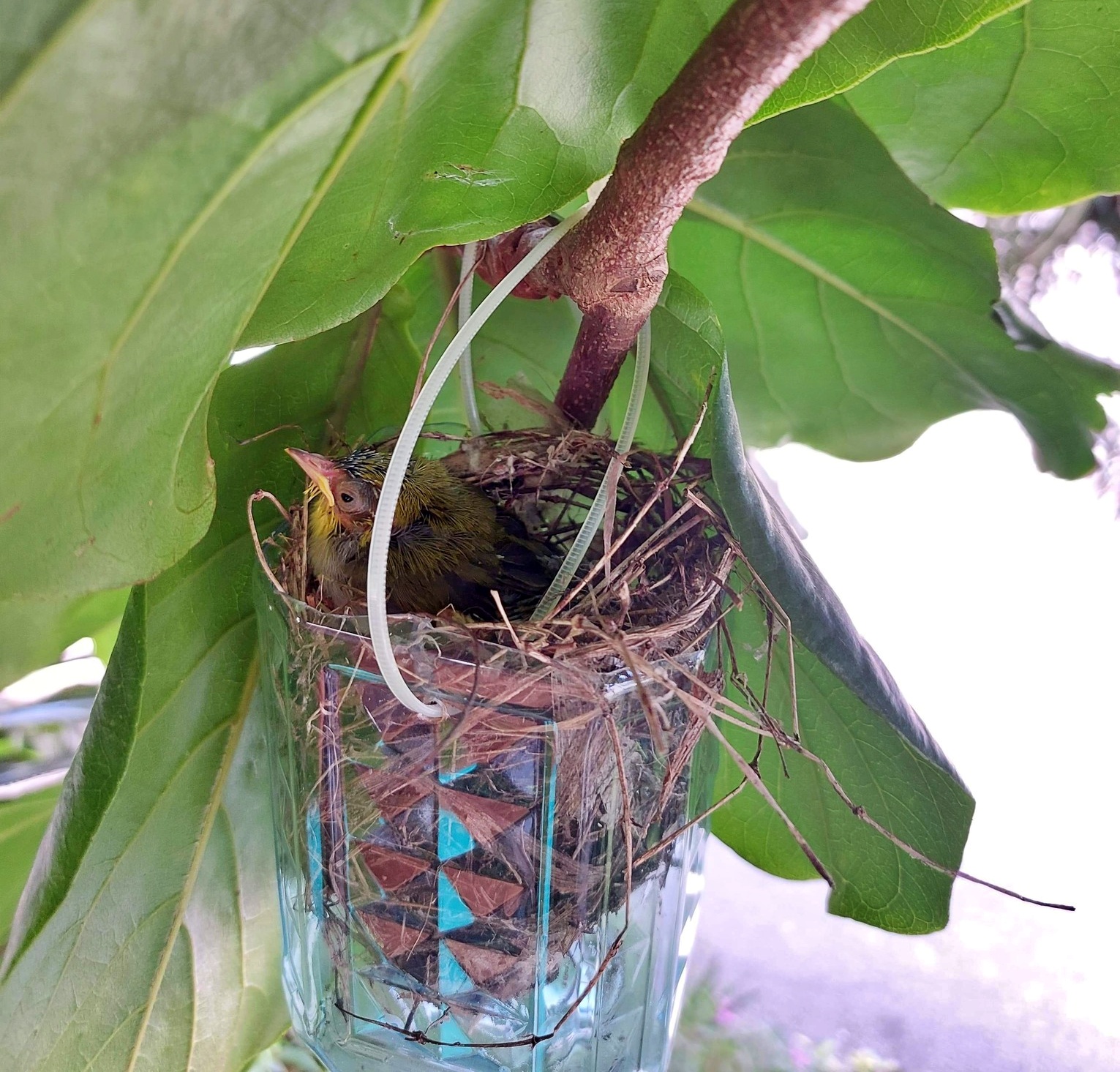 alt-保育新力量 國家公園動物救傷停看聽--遇受傷動物應避免的NG行為-1