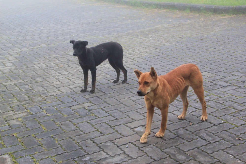 alt-保育新力量 國家公園動物救傷停看聽--遇受傷動物應避免的NG行為-6