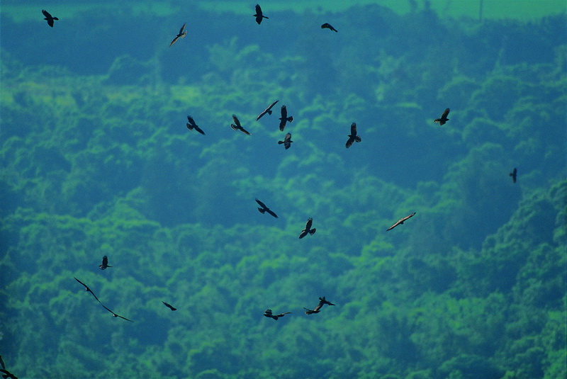 alt-走！我們到國家公園賞鳥趣-1