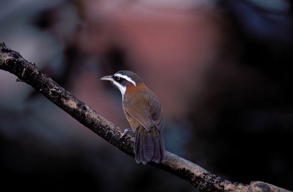 防風林裡常可聽到小彎嘴畫眉的叫聲(墾丁國家公園管理處提供)