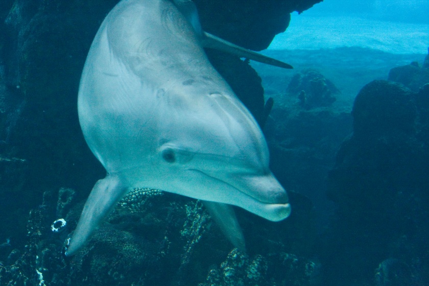 alt-人類製造的噪音讓海底世界太吵了，海豚必須「大聲喊叫」才能溝通交流-1