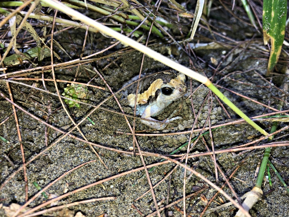 alt-蛙底叨位？台江國家公園外來入侵種亞洲錦蛙族群抑制工作-1