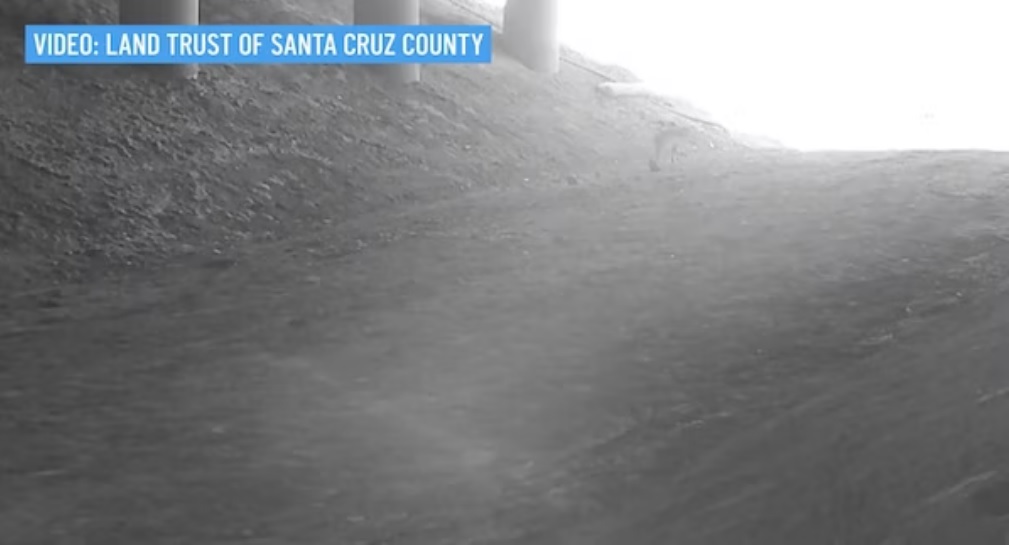 聖克魯茲縣土地信託組織在17號州際公路羅倫彎道下方處挑選、搭建合適的野生動物過境通道，這項計畫耗時10多年才完成。而在此處的攝影機在安裝後不到一個小時，就監測到一隻山獅正穿越地下通道（圖片來源：Land Trust of Santa Cruz County ）