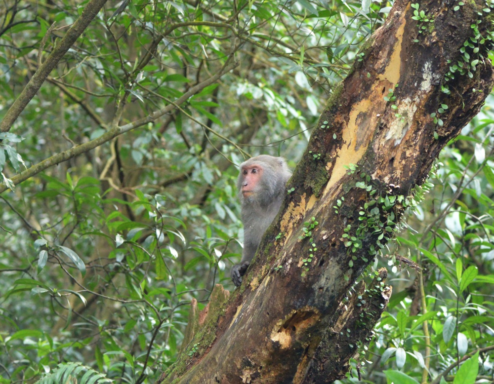 alt-陽明山國家公園對餵食臺灣獼猴的提醒-1