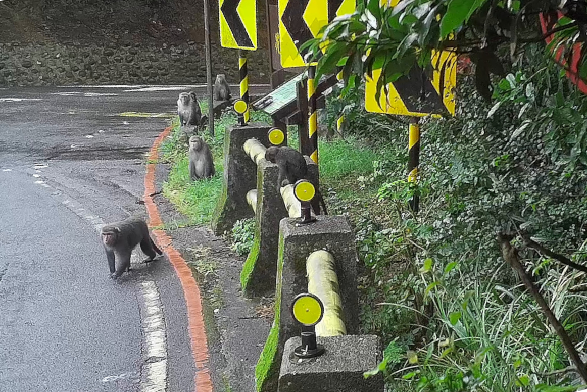 臺灣獼猴在路邊等待被餵食(陽明山國家公園管理處提供)