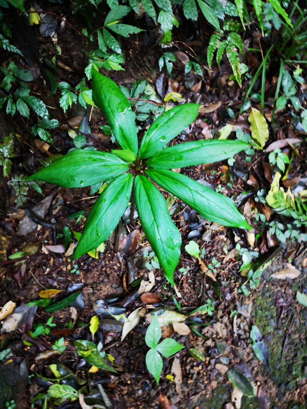 夏天可至天溪園欣賞千元鈔票上面的「七葉一枝花」(陽明山國家公園管理處提供，王瑞中攝)