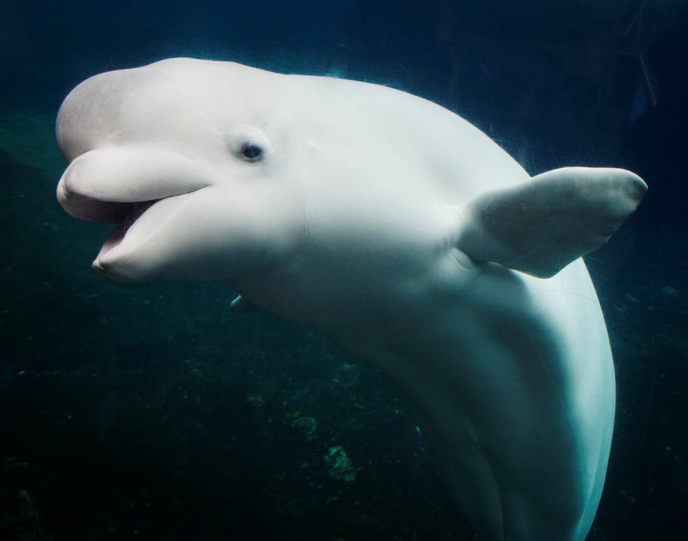 alt-加拿大跨政府展開薩格奈-聖羅倫斯海洋公園擴大計畫-1