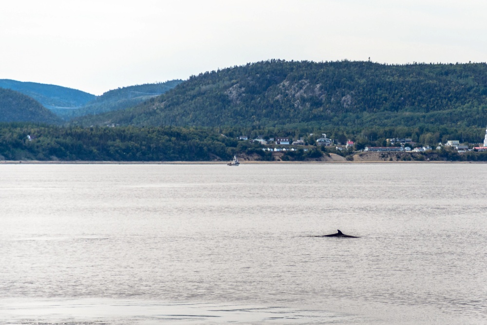 薩格奈-聖羅倫斯海洋公園於1998年設立，位於薩格奈河與聖羅倫斯河口的匯流處。加拿大自1998年起致力於保護海洋哺乳動物，然而當地白鯨的數量每年仍持續減少約1%（圖片來源：flickr / Domenico Convertini）
